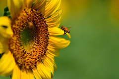 ヒマワリを見に来た