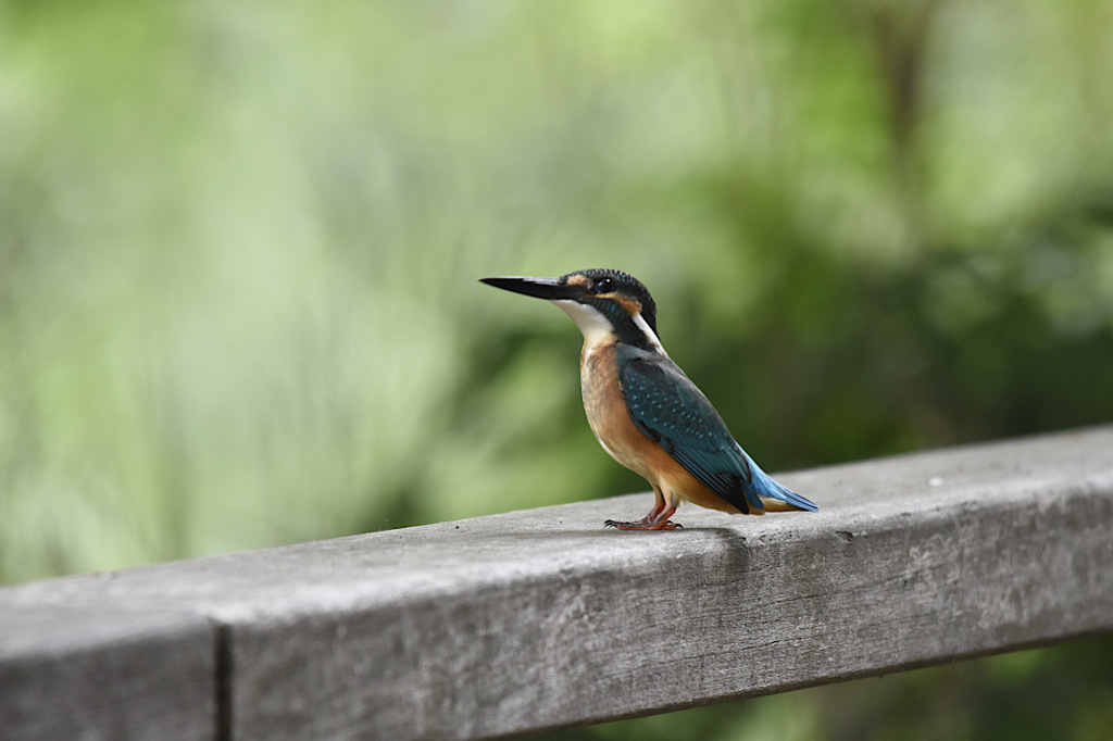 鳥枯れの夏の過ごし方①