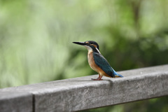 鳥枯れの夏の過ごし方①