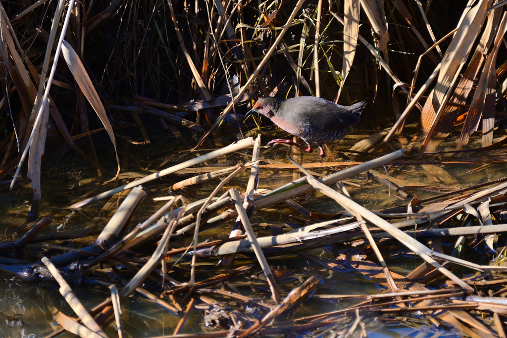 ヒクイナさんが行く①