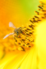 身を粉にして働く