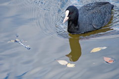 あなたのバンです
