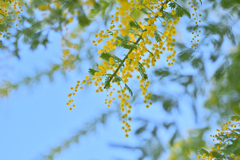 黄色い花④