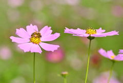 花とミツバチ