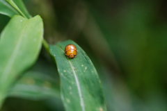 わずか5ミリのカプセル