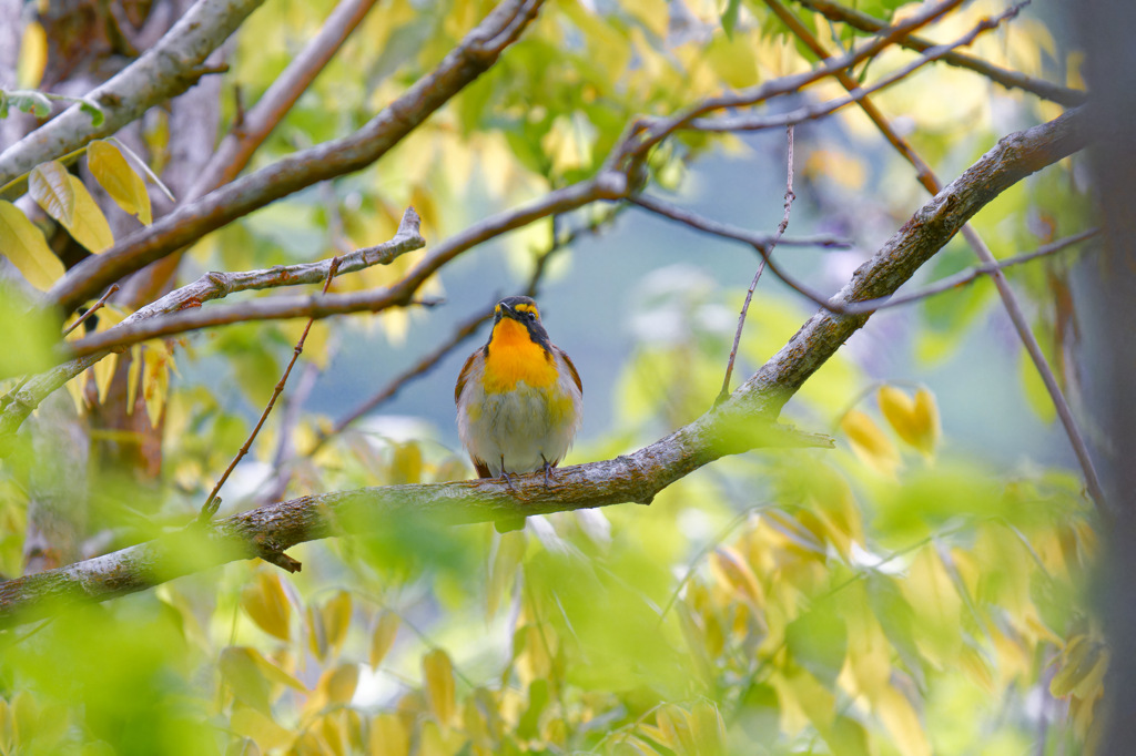 夏鳥6