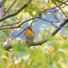 夏鳥6