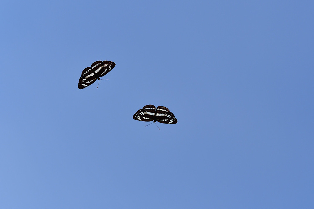 青空標本