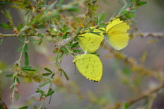 いつもの森の蝶