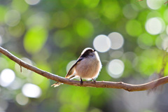 エナガとシャボン