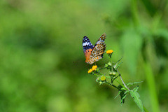 ツマグロヒュウモンのメス