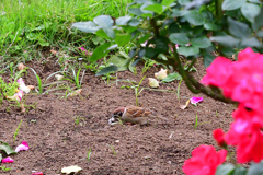 この時期花を撮るのは珍しいこと③