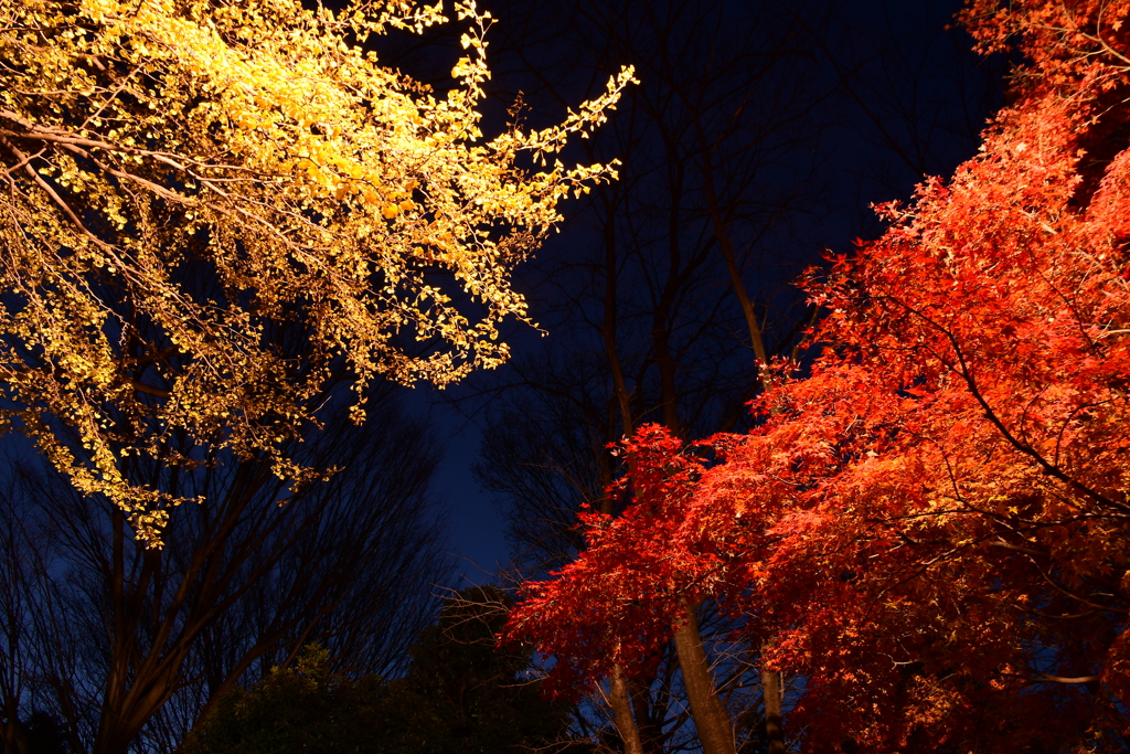 またまた迷走中