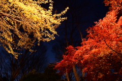 またまた迷走中