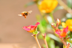 ポーチュラカ朝食専門店の常連①