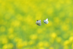 菜の花畑でつかまえて①