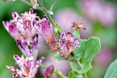伸ばした口吻を脚で触り