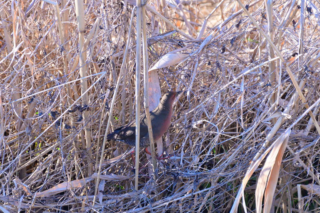 ヒクイナさんが行く④