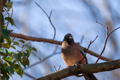 素敵なヘアスタイル