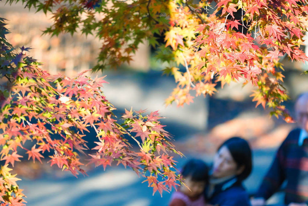 紅葉8