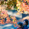 紅葉8