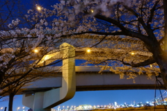 咲き始めていました②