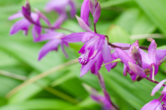 花69