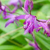 花69