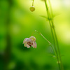 小さな蜂