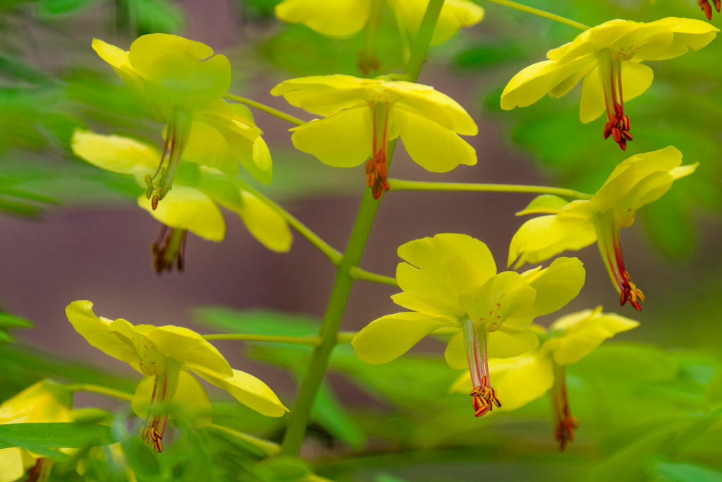山で出会った花