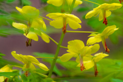 山で出会った花