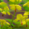 山で出会った花