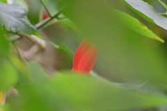 花⑩