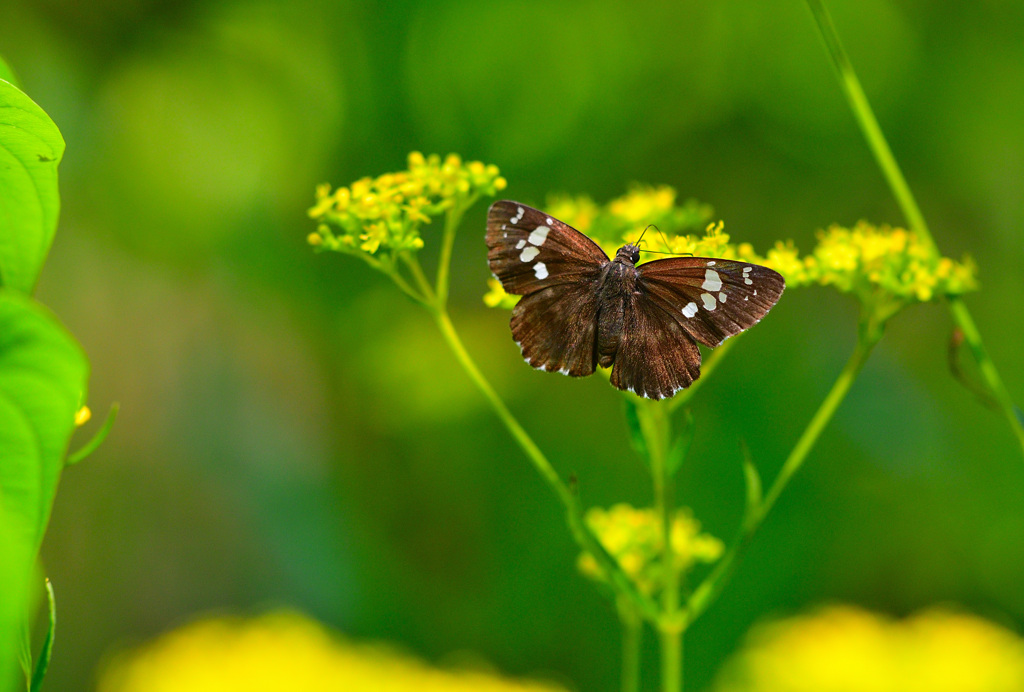 人気店オミナエシ食堂⑪