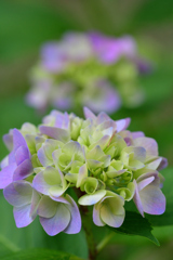 淡い紫色が素敵でした