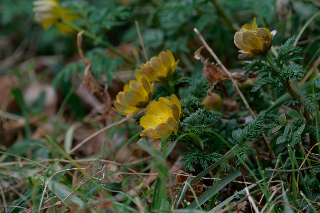 もう咲いてるんですね②
