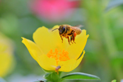 ポーチュラカ朝食専門店の常連④