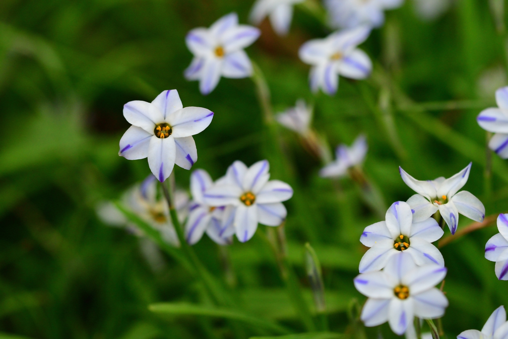 花はピカピカの②