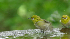 バードバスで水浴び①