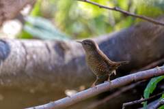 リアルちいかわ7