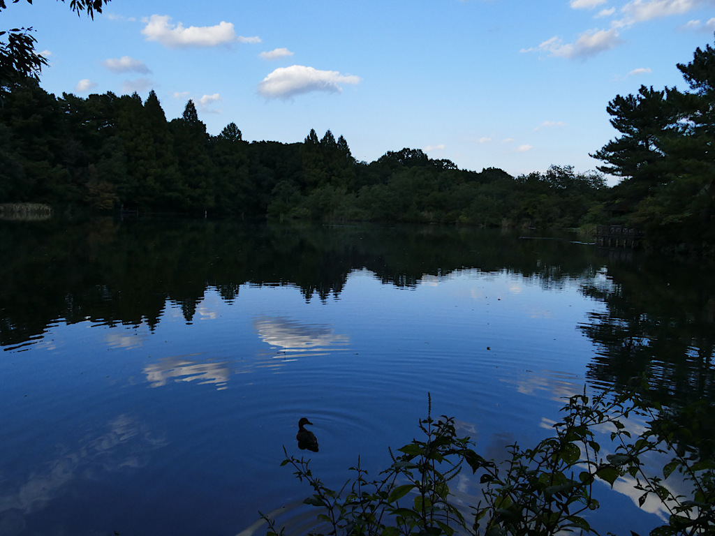 鳥枯れの夏の過ごし方⑩