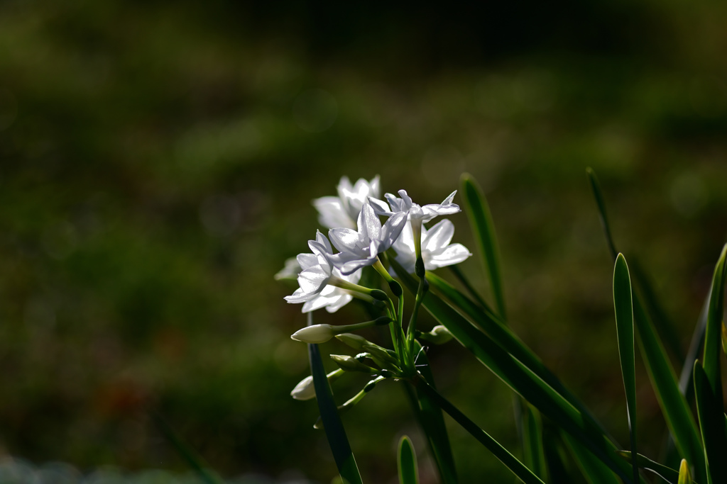 花29