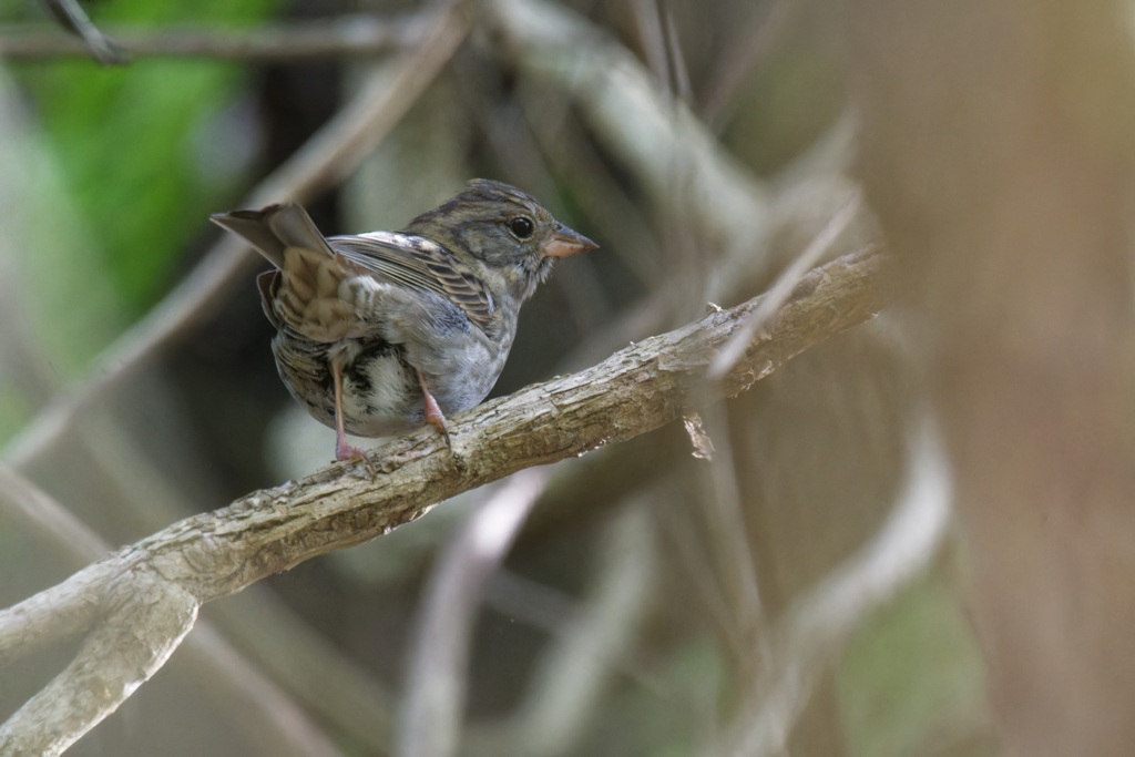 かわいい子見つけた