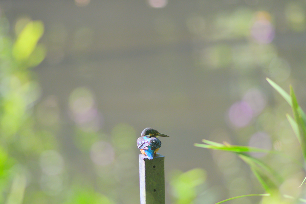 久しぶりのカワセミ⑥