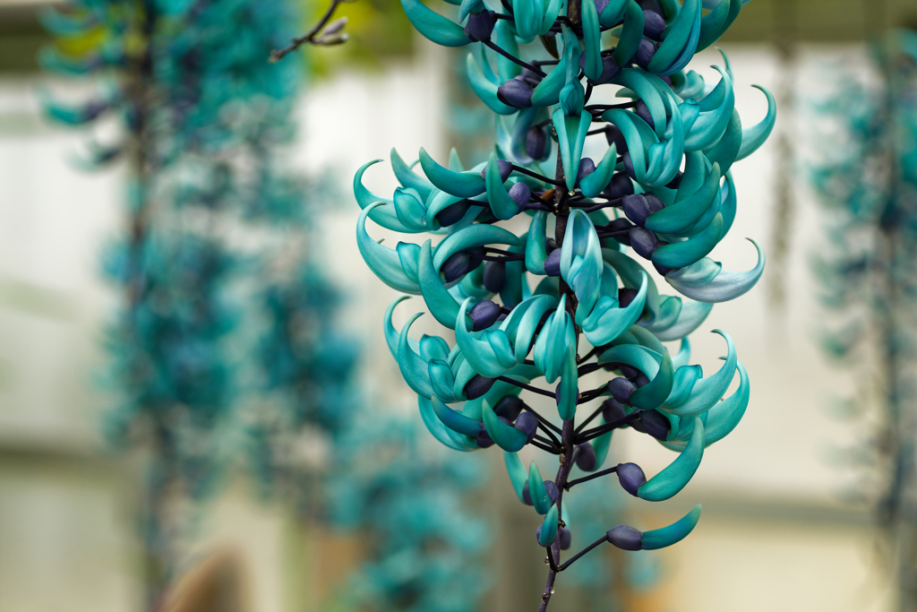 雨の降る日は温室で⑤