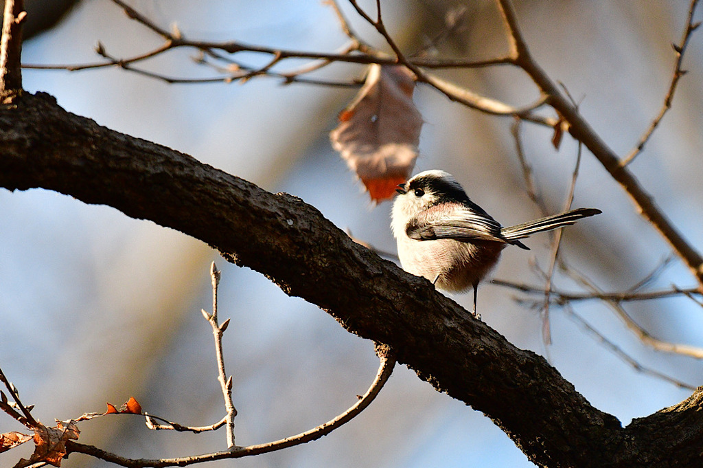 今年もよろしくお願いしまチュン！