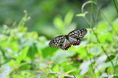 目にするのはこの子ばかり