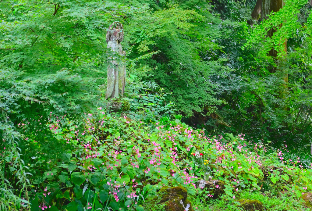 シュウカイドウ②