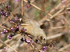 すべてはこの鳥との出会いから③