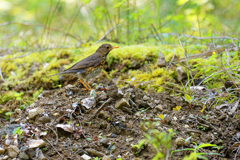 古いアルバムの中に⑩